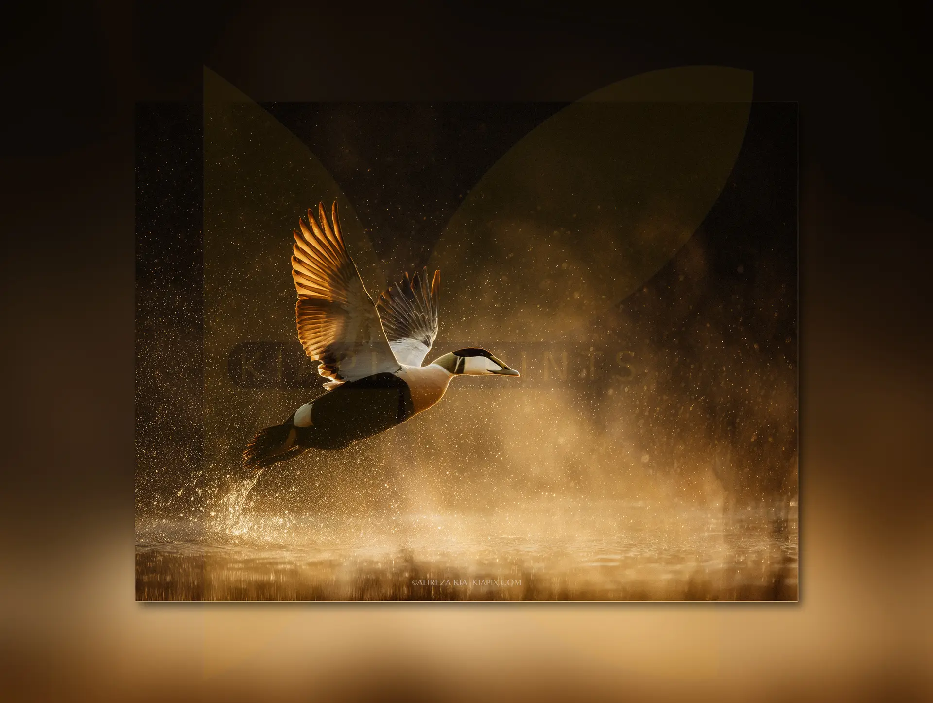 Golden-reflection-fixed